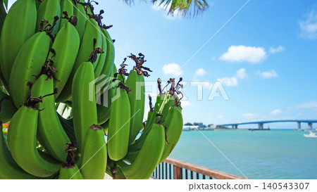 Island bananas and a blue sky: A tropical landscape at Tokuchi Port, Motobu Town, Okinawa Prefecture Island bananas and a blue sky: A tropical landscape at Tokuchi Port, Motobu Town, Okinawa Prefecture 140543307