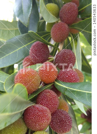 Fruit of bamboo grove Fruit of bamboo grove 140543633