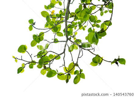 Tropical Tree Branch With Fresh Green Leaves and Young Fruits Isolated on Transparent Background Natural Botanical Element for Design and Decoration Tropical Tree Branch With Fresh Green Leaves and Young Fruits Isolated on Transparent Background Natural Botanical Element for Design and Decoration 140543760