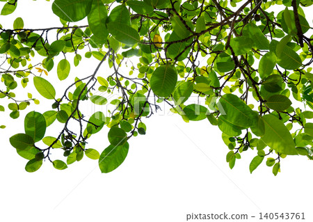 Tropical Tree Branch With Fresh Green Leaves and Young Fruits Isolated on Transparent Background Natural Botanical Element for Design and Decoration Tropical Tree Branch With Fresh Green Leaves and Young Fruits Isolated on Transparent Background Natural Botanical Element for Design and Decoration 140543761