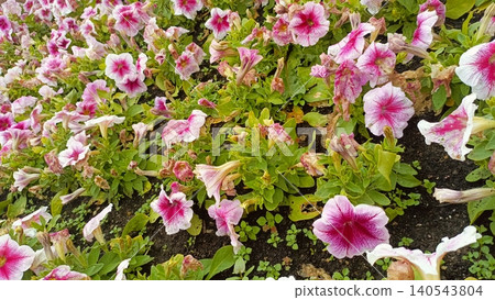 Pink and White Petunia Flowers in Garden Bed Blooming and Wilted Blossoms on Soil Pink and White Petunia Flowers in Garden Bed Blooming and Wilted Blossoms on Soil 140543804