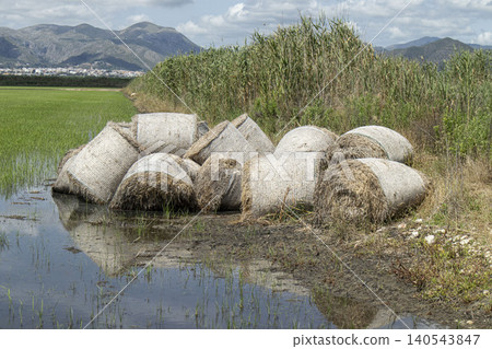 Straw bales are stacked at the edge of a flooded paddy field in a valley in Spain. Mountains rise in the background under a blue sky with clouds. This scene captures rural life and farming. 140543847