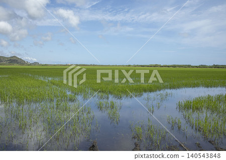 Bomba rice plants grow in flooded organic plantation fields. The sky shines bright over the green stalks during a sunny day in the Valencian Community. Bomba rice plants grow in flooded organic plantation fields. The sky shines bright over the green stalks during a sunny day in the Valencian Community. 140543848