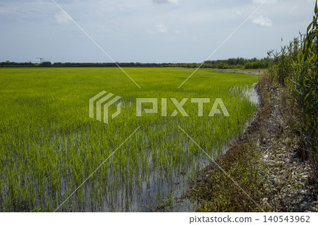 Flooded green rice fields stretch across the landscape in the Valencia region. Farmers practice sustainable agriculture under a clear blue sky. Flooded green rice fields stretch across the landscape in the Valencia region. Farmers practice sustainable agriculture under a clear blue sky. 140543962
