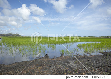 Flooded green rice paddies stretch across the landscape in Pego Oliva natural park. Hills rise in the background under a blue sky filled with clouds. Water reflects the greenery. 140543963