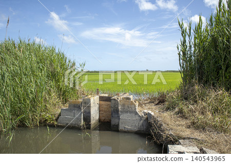 Concrete gate stands in water, managing flow from canal to green paddy field growing organic Bomba rice under a clear sky. Water reflects the lush surroundings with tall grass. Concrete gate stands in water, managing flow from canal to green paddy field growing organic Bomba rice under a clear sky. Water reflects the lush surroundings with tall grass. 140543965