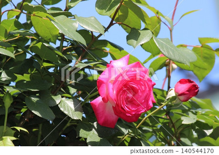 Passionate red rose Burning red rose Passionate red rose Burning red rose 140544170