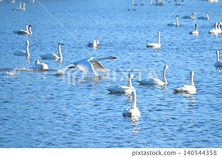 A flock of swans flying over the surface of Hyoko Lake (Agano City, Niigata Prefecture) A flock of swans flying over the surface of Hyoko Lake (Agano City, Niigata Prefecture) 140544358