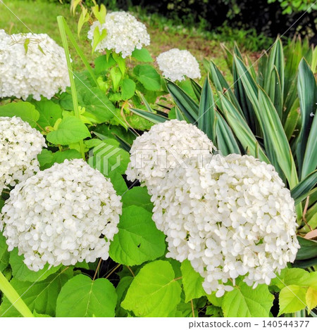 White hydrangea flowers blooming in the park White hydrangea flowers blooming in the park 140544377