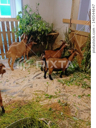 Brown Goats Eating Fresh Green Leaves and Branches in Wooden Barn Enclosure with Sawdust Floor Brown Goats Eating Fresh Green Leaves and Branches in Wooden Barn Enclosure with Sawdust Floor 140544647