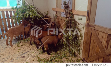Herd of Brown Goats Eating Fresh Green Branches in Wooden Barn Enclosure with Sawdust Floor Herd of Brown Goats Eating Fresh Green Branches in Wooden Barn Enclosure with Sawdust Floor 140544649