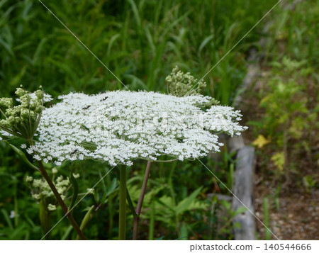 Angelica acutiloba (Touki) in the medicinal plant garden of Sendai City Wildflower Garden; its herbal name is Angelica. Angelica acutiloba (Touki) in the medicinal plant garden of Sendai City Wildflower Garden; its herbal name is Angelica. 140544666
