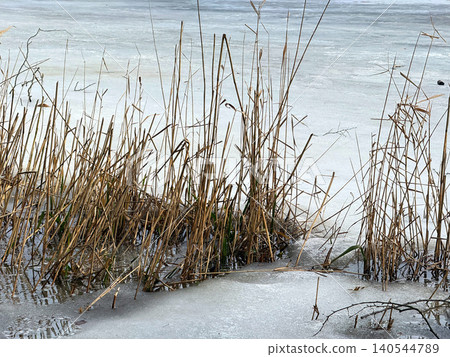 Dry reeds on frozen lake in winter Dry reeds on frozen lake in winter 140544789