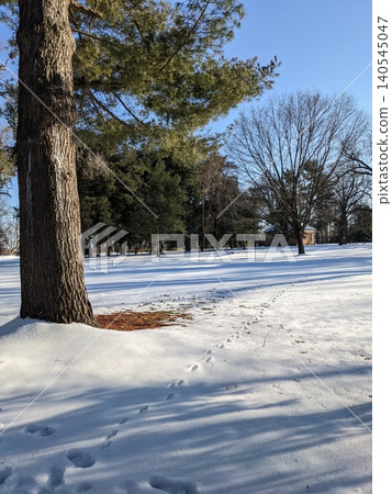 Snow Covered Park Field with Pine Trees and Long Shadows Snow Covered Park Field with Pine Trees and Long Shadows 140545047