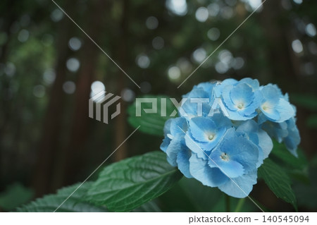 A single blue hydrangea blooming in a cedar forest during the rainy season. A single blue hydrangea blooming in a cedar forest during the rainy season. 140545094
