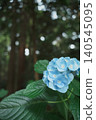 Blue hydrangeas and large leaves; the scent of the rainy season lingers deep within the cedar forest. 140545095