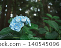 A single blue hydrangea blooms amidst a cedar forest, standing silently in the tranquility of the rainy season. 140545096