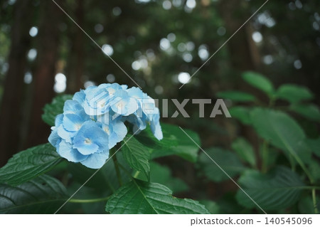 A single blue hydrangea blooms amidst a cedar forest, standing silently in the tranquility of the rainy season. 140545096