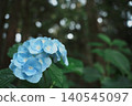 A cedar forest shimmering with bokeh and blue hydrangeas: A fantastical forest during the rainy season. 140545097