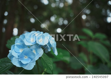 A cedar forest shimmering with bokeh and blue hydrangeas: A fantastical forest during the rainy season. 140545097