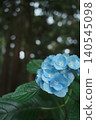 Blue hydrangeas and empty space: A tranquil space in the rainy season spreading through a cedar forest. 140545098