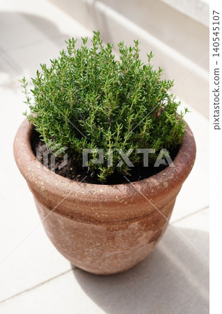 Fresh thyme herbs grown in terracotta pots: Home gardening on a balcony Fresh thyme herbs grown in terracotta pots: Home gardening on a balcony 140545107