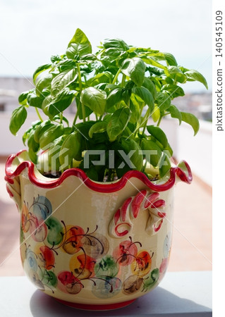 Fresh herbs for cooking. Homemade basil planted in colorful pots. Fresh herbs for cooking. Homemade basil planted in colorful pots. 140545109