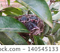 Red Vented bulbul babies are in the nest. 140545133