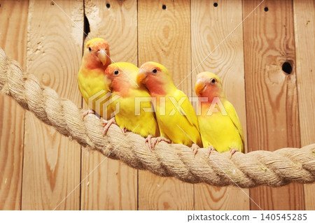Lovebirds colony perching on a rope in aviary Lovebirds colony perching on a rope in aviary 140545285