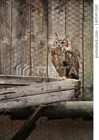 Owl, farm and outdoor by wood, fence and exotic animal for endangered species on box. Birds of prey, zoo and plank for feathers, wildlife and cute in nature for park and ecosystem outside portrait Owl, farm and outdoor by wood, fence and exotic animal for endangered species on box. Birds of prey, zoo and plank for feathers, wildlife and cute in nature for park and ecosystem outside portrait 140545380