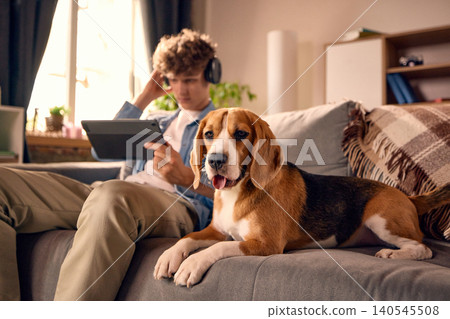 Beagle relaxing on sofa while young man uses tablet with headphones at home. Beagle relaxing on sofa while young man uses tablet with headphones at home. 140545508