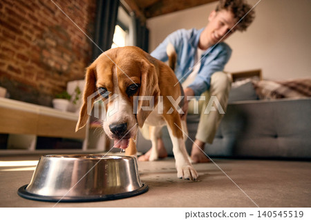 Beagle drinking water from metal bowl at home while owner watches from sofa. 140545519