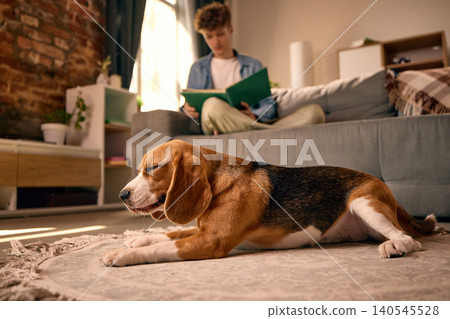 Beagle lying calmly on rug while young man reads book on sofa at home. Beagle lying calmly on rug while young man reads book on sofa at home. 140545528