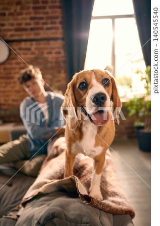 Beagle dog standing on sofa with young man in cozy home interior. Beagle dog standing on sofa with young man in cozy home interior. 140545540
