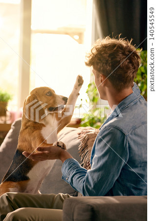 Man training beagle dog with raised paw command at home. Man training beagle dog with raised paw command at home. 140545549