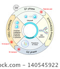 Cell cycle phases. Interphase, mitosis and cytokinesis. Diagram with checkpoint. Cell division. 140545922