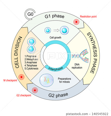 Cell cycle phases. Interphase, mitosis and cytokinesis. Diagram with checkpoint. Cell division. Cell cycle phases. Interphase, mitosis and cytokinesis. Diagram with checkpoint. Cell division. 140545922