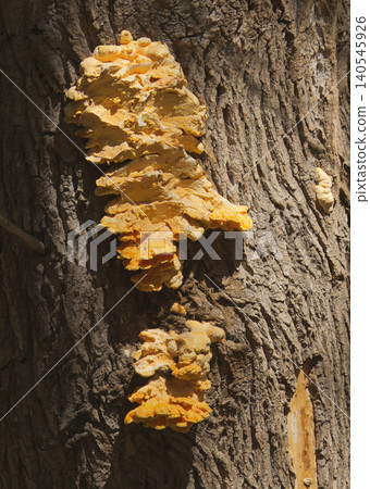 Yellow Chicken Of The Woods Fungus On Tree Bark Yellow Chicken Of The Woods Fungus On Tree Bark 140545926