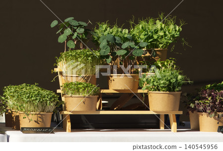 Fresh microgreens display at Embassy food festival market in Prague 140545956