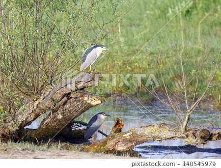 Black-crowned night herons perched near pond Black-crowned night herons perched near pond 140545979