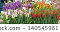 Dense mosaic of colorful fresh spring tulips floral background at Naplavka market 140545981