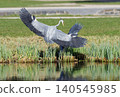 Grey herons in territorial fight at pond edge in Stromovka 140545985