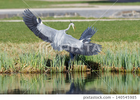 Grey herons in territorial fight at pond edge in Stromovka Grey herons in territorial fight at pond edge in Stromovka 140545985