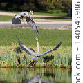 Two Grey herons in territorial fight at pond edge in Stromovka 140545986