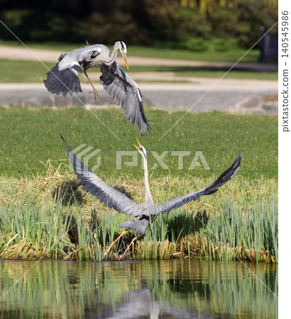 Two Grey herons in territorial fight at pond edge in Stromovka Two Grey herons in territorial fight at pond edge in Stromovka 140545986
