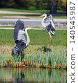Grey Herons, Ardea Cinerea with spread wings fighting by spring pond 140545987