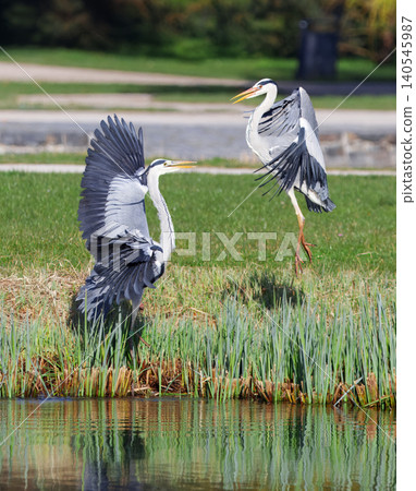 Grey Herons, Ardea Cinerea with spread wings fighting by spring pond Grey Herons, Ardea Cinerea with spread wings fighting by spring pond 140545987