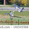 Two Grey Herons Fighting With Spread Wings In Stromovka 140545988