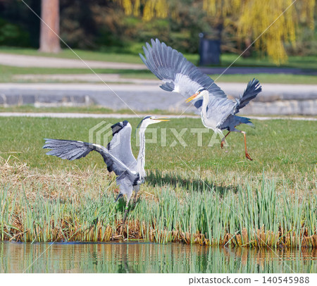 Two Grey Herons Fighting With Spread Wings In Stromovka Two Grey Herons Fighting With Spread Wings In Stromovka 140545988