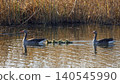 Greylag goose, Anser anser family swimming with goslings on a pond 140545990